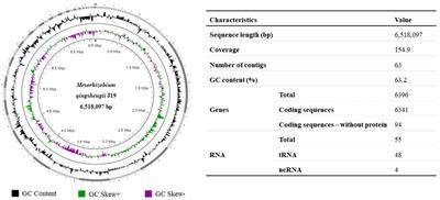 Iron homeostasis as a cell detoxification mechanism in Mesorhizobium qingshengii J19 under yttrium exposure